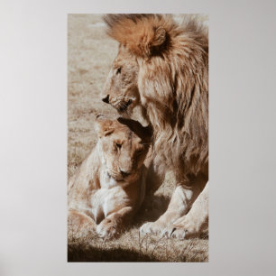 TWO BROWN LION ON GREEN FIELD POSTER