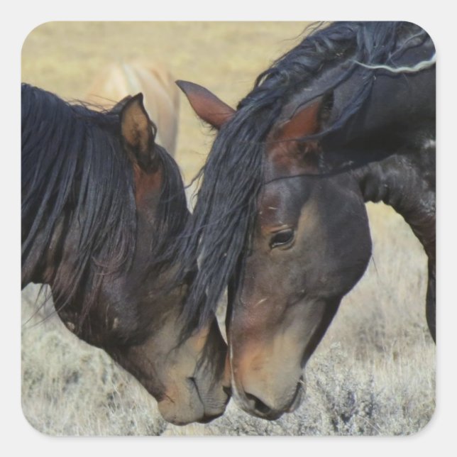 Two Brown Wild Horses Mustangs Nuzzling Square Sticker (Front)