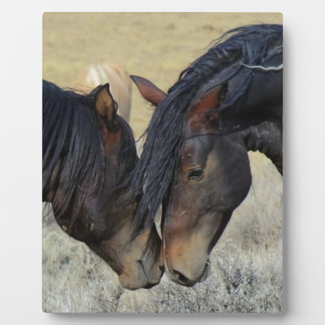 Two Brown Wild Horses Nuzzling Plaque (Front)