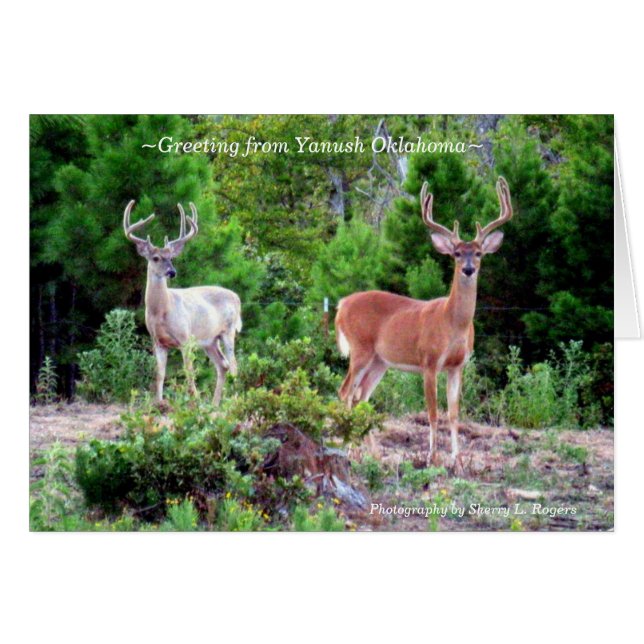 ~Two Bucks on Rogers Mountain~ (Front Horizontal)