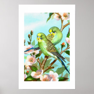 Two budgerigars poster
