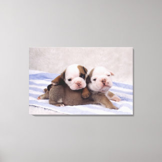 Two bulldog puppies on towel canvas print