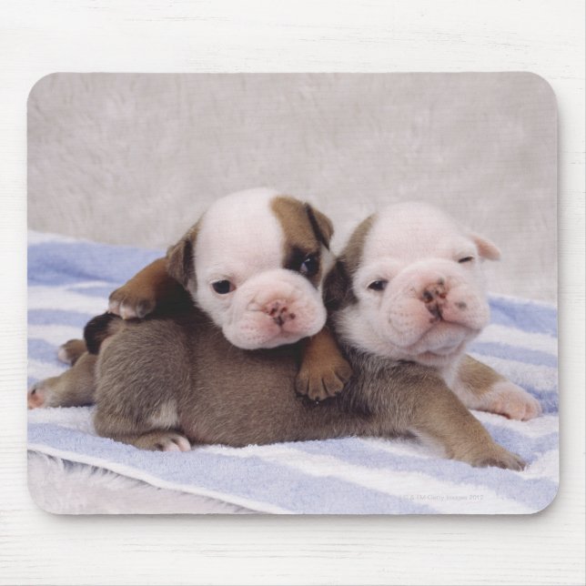 Two bulldog puppies on towel mouse pad (Front)