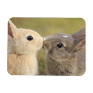 Two bunnies kissing rectangle magnet