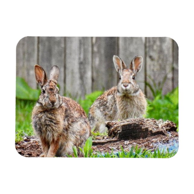 Two Bunny Rabbits Magnet (Horizontal)