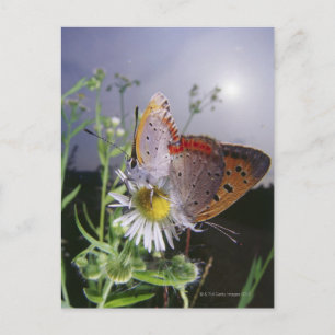 Two butterflies mating on a flower, close-up postcard