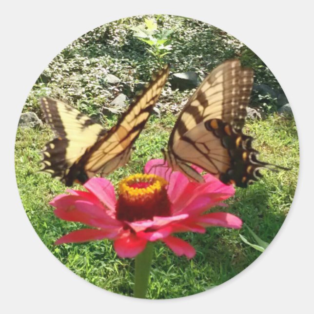 Two Butterflies on a Pink Zinnia Classic Round Sticker (Front)