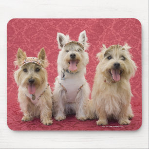 Two cairin terriers and one westie mouse pad