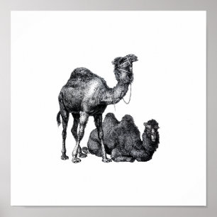 Two camels One standing One lying down drawing Poster
