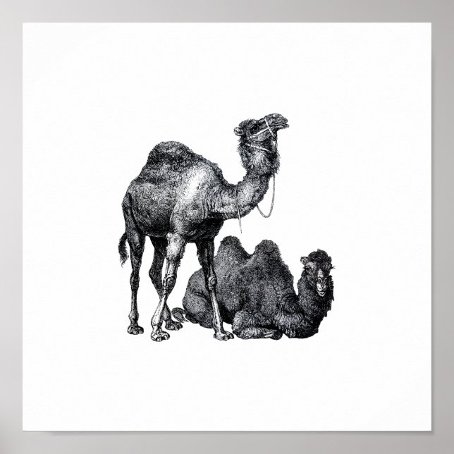 Two camels One standing One lying down drawing Poster (Front)