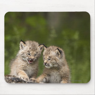 Two Canada Lynx Kittens Playing On A Log Mouse Pad