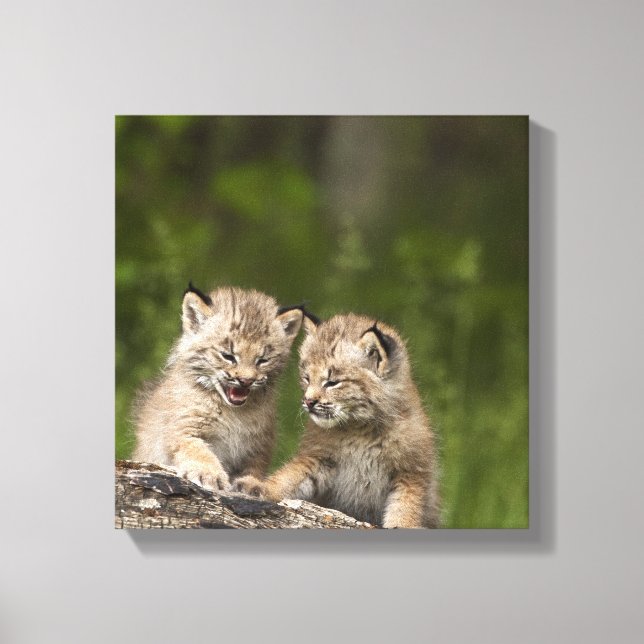 Two Canada Lynx (Lynx Canadensis) Kittens Canvas Print (Front)