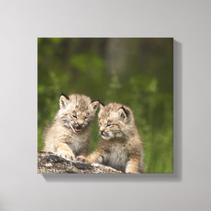 Two Canada Lynx (Lynx Canadensis) Kittens Canvas Print