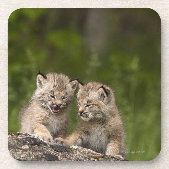 Two Canada Lynx (Lynx Canadensis) Kittens Coaster (Front)