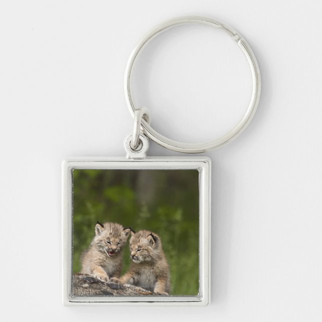 Two Canada Lynx (Lynx Canadensis) Kittens Key Ring (Front)