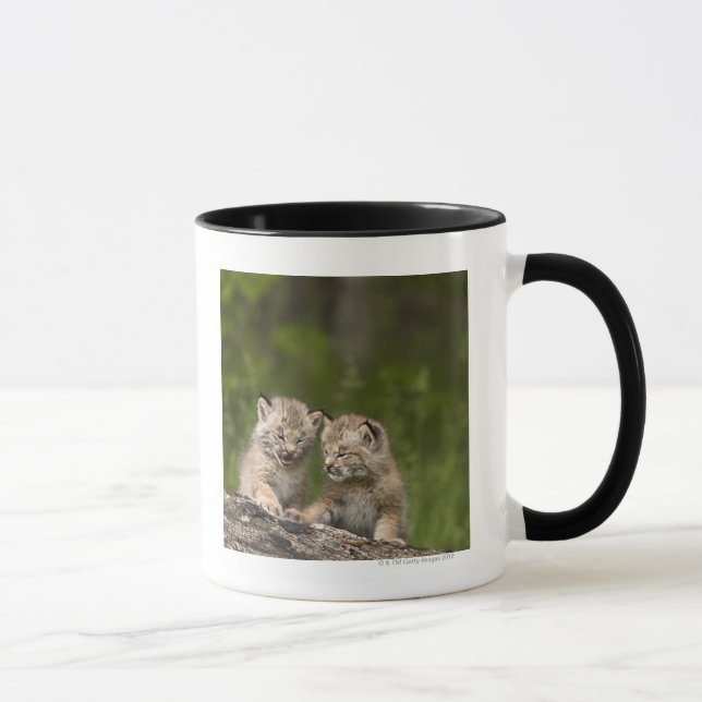 Two Canada Lynx (Lynx Canadensis) Kittens Mug (Right)