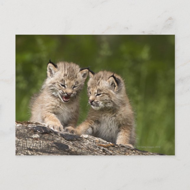 Two Canada Lynx (Lynx Canadensis) Kittens Postcard (Front)