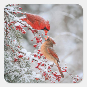 Two Cardinals with Red Berries in Winter Square Sticker