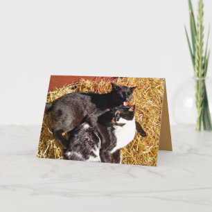 Two Cats in Love Greeting Card