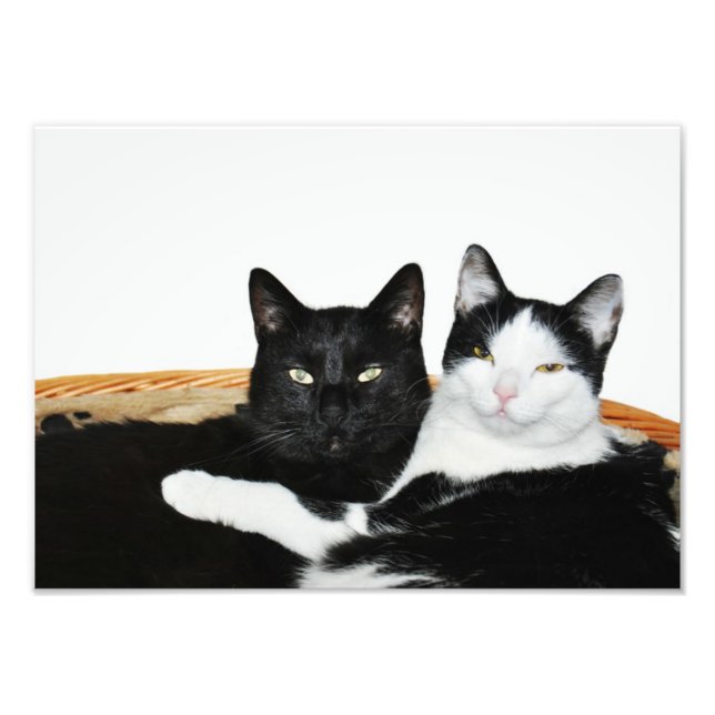 Two Cats in Love Photo Prints (Front)