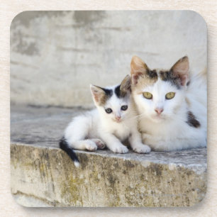 Two cats on stone steps coaster