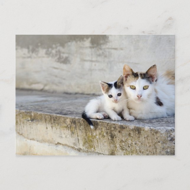 Two cats on stone steps postcard (Front)