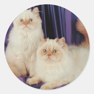 Two Cats Posing Classic Round Sticker