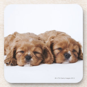 Two Cavalier King Charles Spaniel puppies Coaster