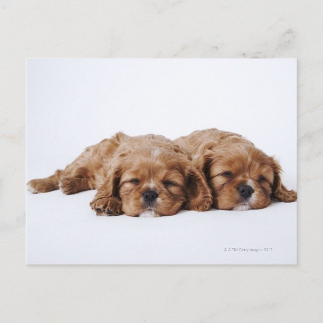 Two Cavalier King Charles Spaniel puppies Postcard (Front)