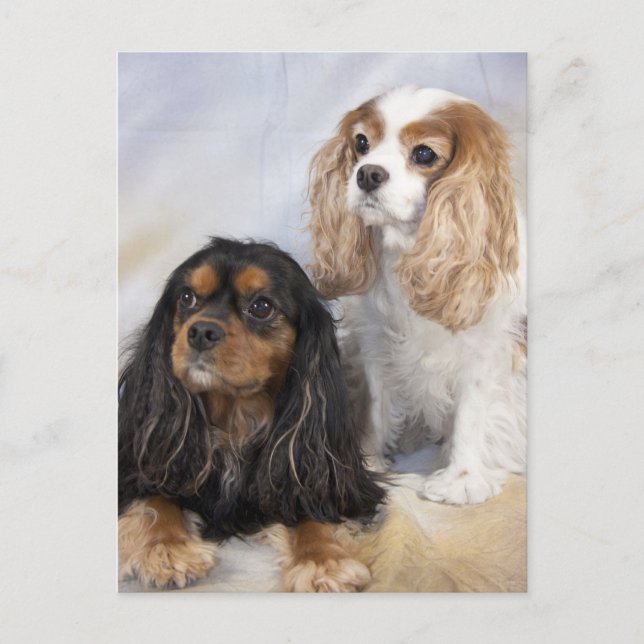 Two Cavalier King Charles Spaniels Postcard (Front)