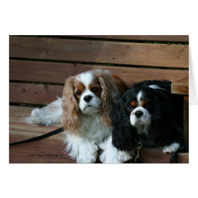 Two Cavaliers waiting on a bench (Front Horizontal)