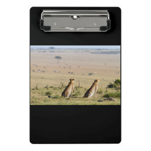 Two cheetahs on the look out mini clipboard