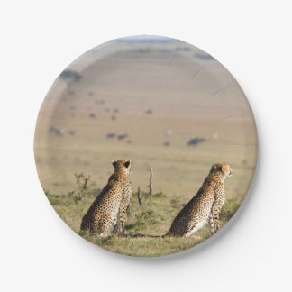 Two cheetahs on the look out paper plate