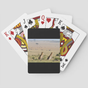 Two cheetahs on the look out playing cards
