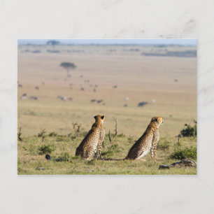 Two cheetahs on the look out postcard