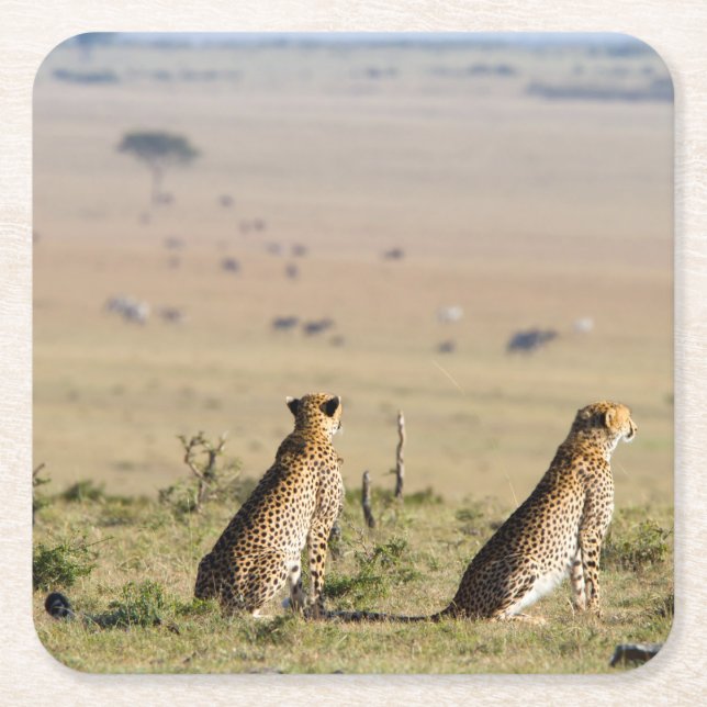 Two cheetahs on the look out square paper coaster (Front)