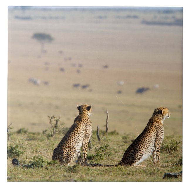 Two cheetahs on the look out tile (Front)