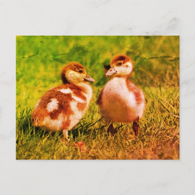 Two chicks of Egyptian Geese Postcard (Front)