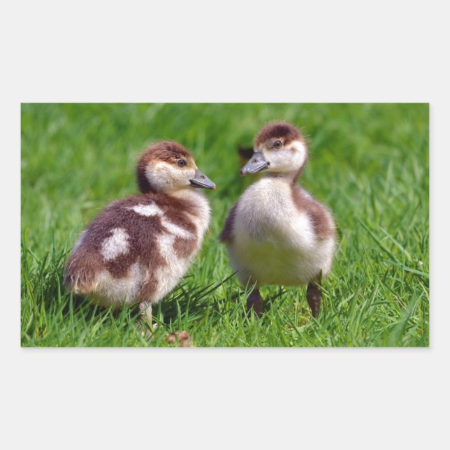 Two chicks of Egyptian Geese Rectangular Sticker (Front)