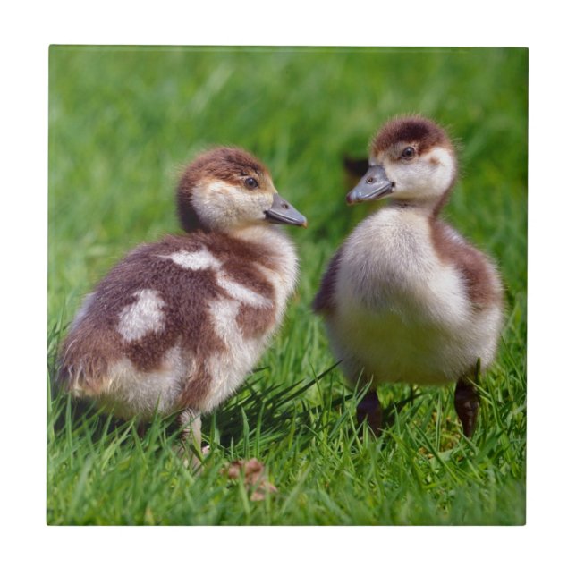Two chicks of Egyptian Geese Tile (Front)