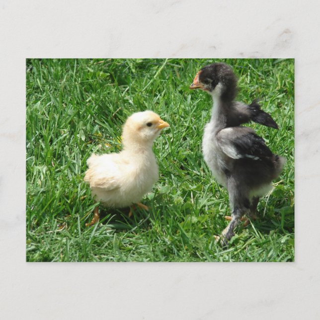 Two Chicks Slight Disagreement Postcard (Front)