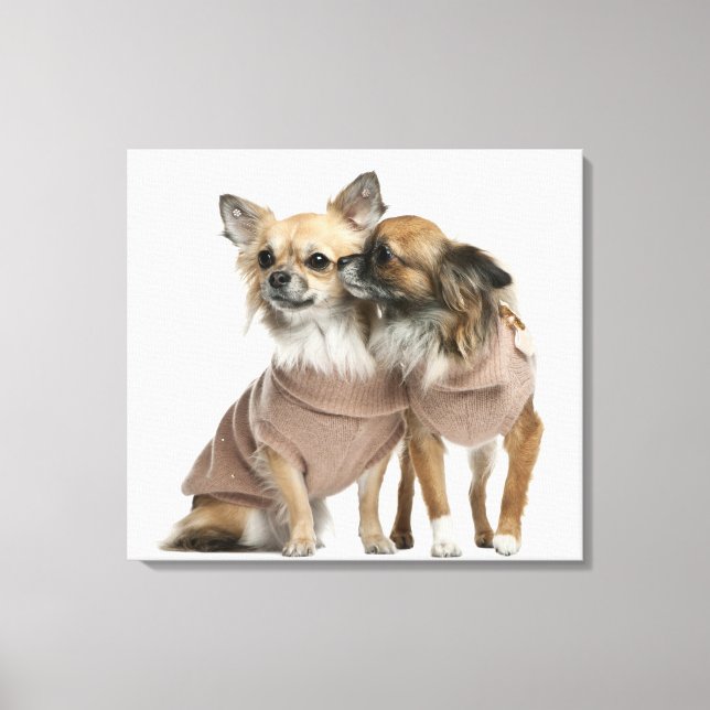 Two Chihuahuas dressed (2 years old) Canvas Print (Front)