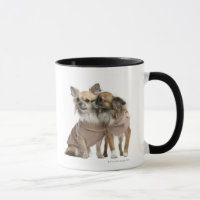 Two Chihuahuas dressed (2 years old)