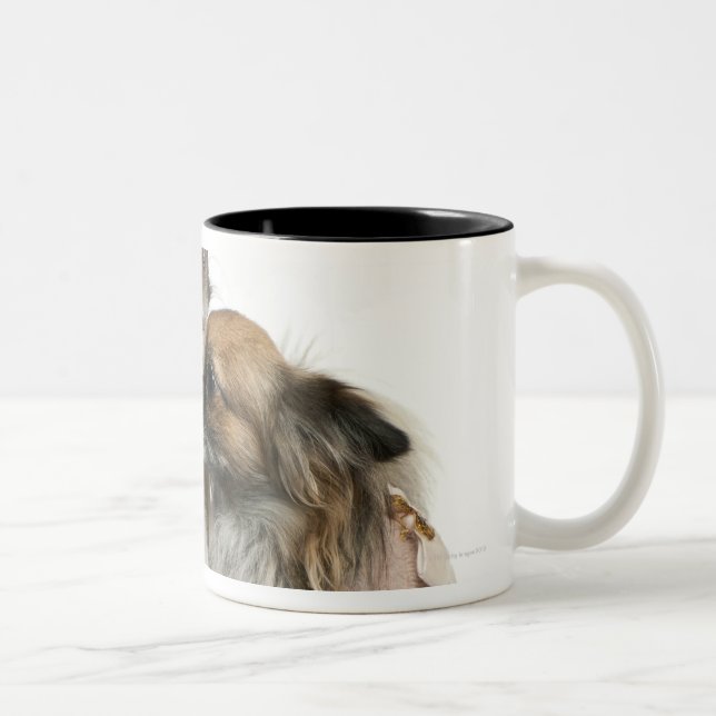 Two Chihuahuas dressed (2 years old) Two-Tone Coffee Mug (Right)