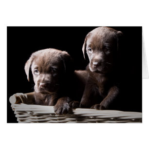 Two Chocolate Labrador Puppies