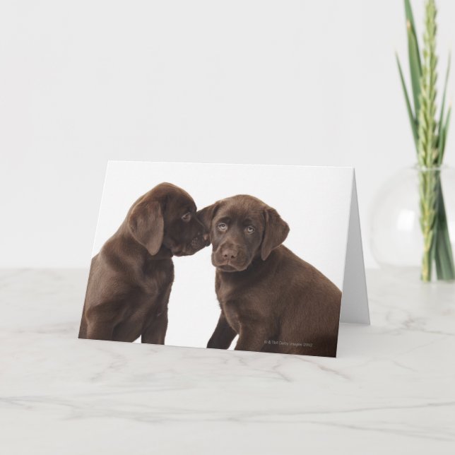 Two chocolate Labrador Retriever Puppies Card (Front)
