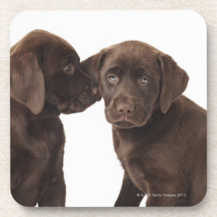 Two chocolate Labrador Retriever Puppies Coaster