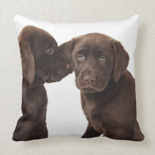 Two chocolate Labrador Retriever Puppies Cushion