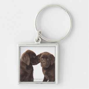 Two chocolate Labrador Retriever Puppies Key Ring