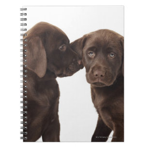 Two chocolate Labrador Retriever Puppies Notebook